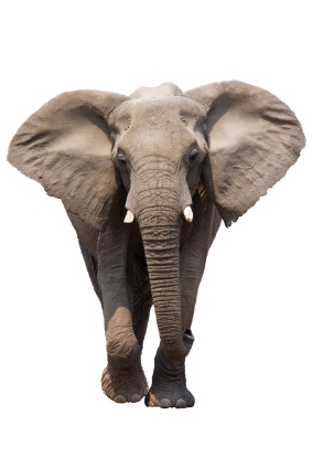 The Female Elephant in the Room
